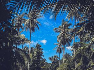 Preview wallpaper palm trees, branches, leaves, sky, clouds, tropics