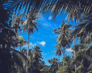 Preview wallpaper palm trees, branches, leaves, sky, clouds, tropics