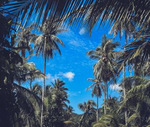 Preview wallpaper palm trees, branches, leaves, sky, clouds, tropics