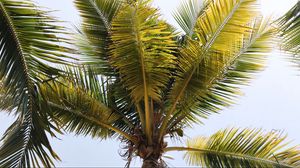 Preview wallpaper palm trees, branches, leaves, tropics