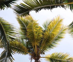 Preview wallpaper palm trees, branches, leaves, tropics