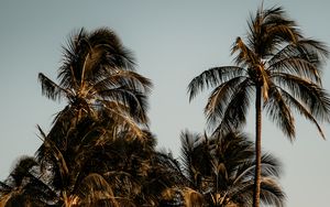 Preview wallpaper palm trees, branches, leaves