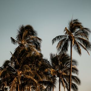 Preview wallpaper palm trees, branches, leaves