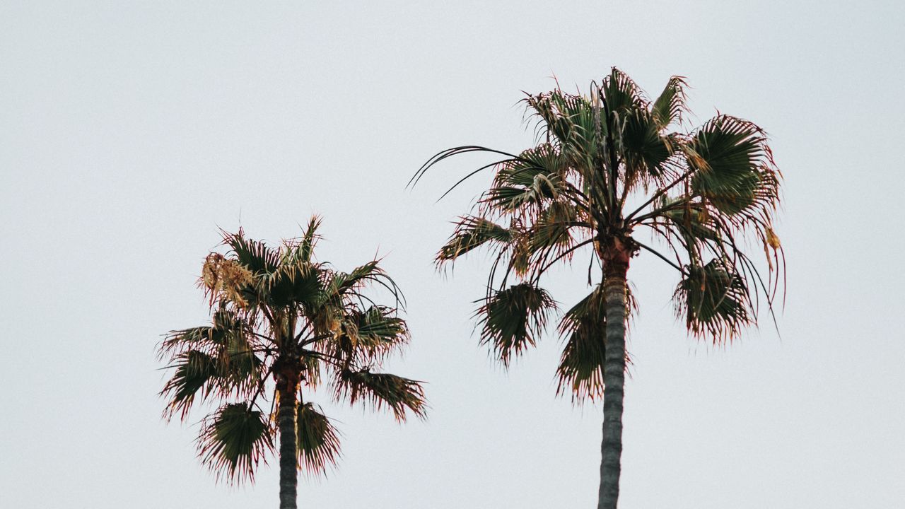 Wallpaper palm trees, branches, leaves, sky