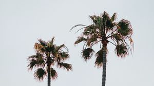 Preview wallpaper palm trees, branches, leaves, sky