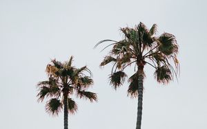 Preview wallpaper palm trees, branches, leaves, sky