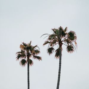 Preview wallpaper palm trees, branches, leaves, sky