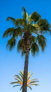 Preview wallpaper palm trees, branches, leaves, sky, nature