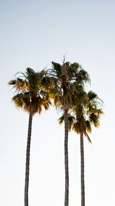 Preview wallpaper palm trees, branches, minimalism, nature