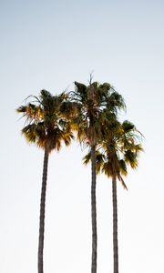 Preview wallpaper palm trees, branches, minimalism, nature