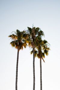 Preview wallpaper palm trees, branches, minimalism, nature