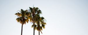 Preview wallpaper palm trees, branches, minimalism, nature