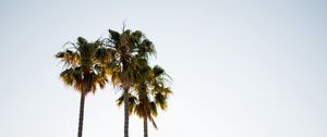 Preview wallpaper palm trees, branches, minimalism, nature