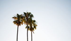 Preview wallpaper palm trees, branches, minimalism, nature