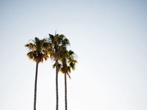 Preview wallpaper palm trees, branches, minimalism, nature