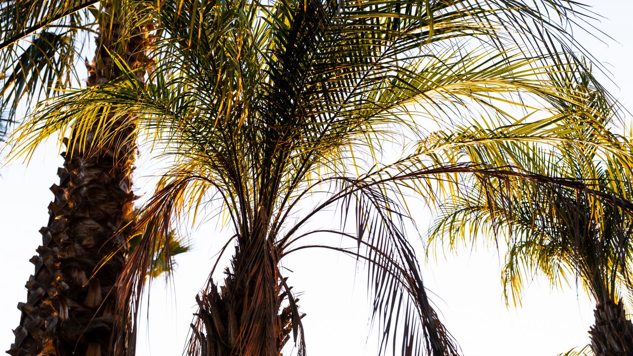 Wallpaper palm trees, branches, nature, tropics