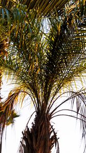 Preview wallpaper palm trees, branches, nature, tropics