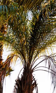 Preview wallpaper palm trees, branches, nature, tropics