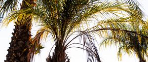 Preview wallpaper palm trees, branches, nature, tropics