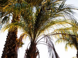 Preview wallpaper palm trees, branches, nature, tropics