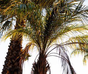 Preview wallpaper palm trees, branches, nature, tropics