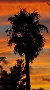 Preview wallpaper palm trees, branches, silhouettes, trees, twilight