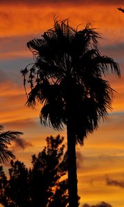 Preview wallpaper palm trees, branches, silhouettes, trees, twilight