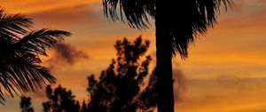 Preview wallpaper palm trees, branches, silhouettes, trees, twilight