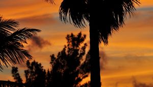 Preview wallpaper palm trees, branches, silhouettes, trees, twilight