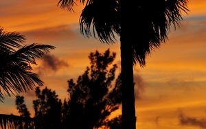 Preview wallpaper palm trees, branches, silhouettes, trees, twilight