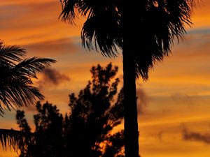 Preview wallpaper palm trees, branches, silhouettes, trees, twilight