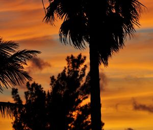 Preview wallpaper palm trees, branches, silhouettes, trees, twilight