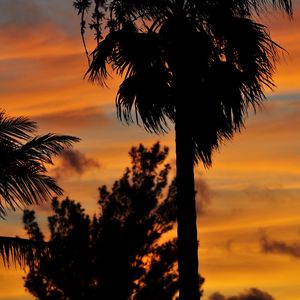 Preview wallpaper palm trees, branches, silhouettes, trees, twilight