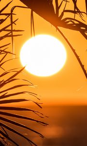 Preview wallpaper palm trees, branches, silhouettes, sun, dark