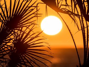 Preview wallpaper palm trees, branches, silhouettes, sun, dark