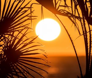 Preview wallpaper palm trees, branches, silhouettes, sun, dark