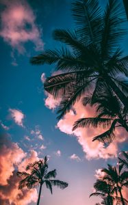 Preview wallpaper palm trees, branches, sky, clouds, sunset, bottom view, porous