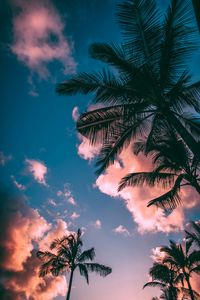 Preview wallpaper palm trees, branches, sky, clouds, sunset, bottom view, porous