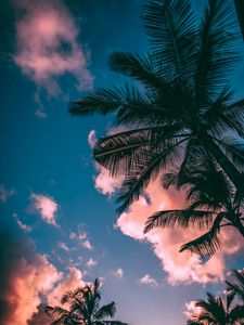 Preview wallpaper palm trees, branches, sky, clouds, sunset, bottom view, porous