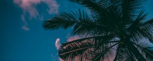 Preview wallpaper palm trees, branches, sky, clouds, sunset, bottom view, porous