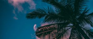 Preview wallpaper palm trees, branches, sky, clouds, sunset, bottom view, porous