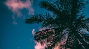 Preview wallpaper palm trees, branches, sky, clouds, sunset, bottom view, porous