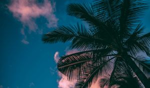 Preview wallpaper palm trees, branches, sky, clouds, sunset, bottom view, porous