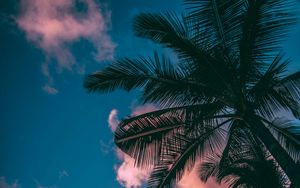 Preview wallpaper palm trees, branches, sky, clouds, sunset, bottom view, porous