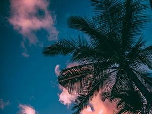 Preview wallpaper palm trees, branches, sky, clouds, sunset, bottom view, porous