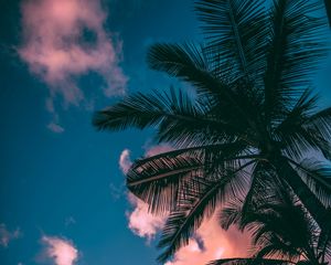 Preview wallpaper palm trees, branches, sky, clouds, sunset, bottom view, porous