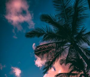 Preview wallpaper palm trees, branches, sky, clouds, sunset, bottom view, porous