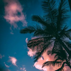 Preview wallpaper palm trees, branches, sky, clouds, sunset, bottom view, porous