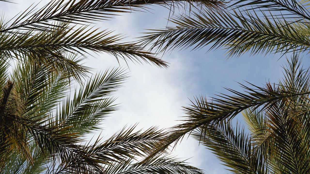 Wallpaper palm trees, branches, sky, plant hd, picture, image