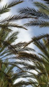 Preview wallpaper palm trees, branches, sky, plant